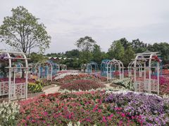 -都江堰玫瑰花溪谷