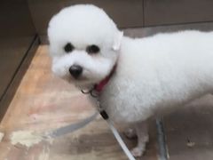 -圣宠宠物(北京疃里丛林市场店)