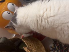 -瑞派康怡24h宠物医院·犬猫医疗中心·微创绝育(瑞景分院)