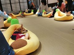 -逗柴咖啡屋·狗咖猫咖宠物桌游