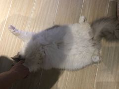 -momokira米努特·德文卷毛猫·棉花面纱犬