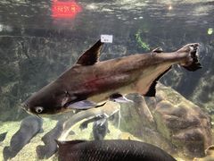 -太平洋海底世界