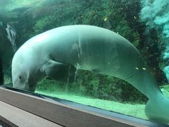 -悉尼海洋生物水族馆