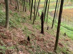 -宁波浙东大竹海景区