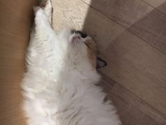 -CAT’S MEWSTAR CAFE·喵星球猫屋(晴湾咖啡店)