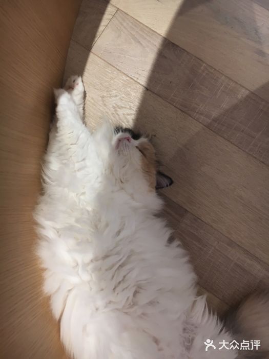 CAT’S MEWSTAR CAFE·喵星球猫屋(晴湾咖啡店)图片