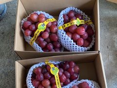 -马陆小张葡萄园农家乐