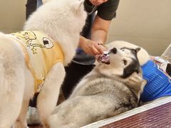 -和它·交个朋友·狗咖猫咖(爱琴海店)
