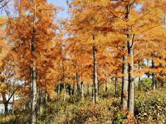 -上海长兴岛郊野公园