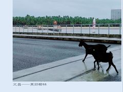 -东郊椰林