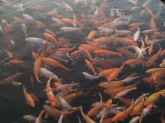 -万景饭店·鱼街农家菜