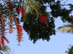 -莲花山公园