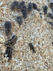 -萌宠亲子动物乐园(槐房万达店)