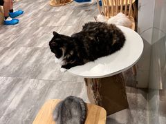 -楼上猫咖(罗湖店)