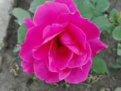 -过锅瘾三汁焖锅(东星时代广场店)