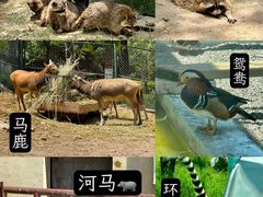 -青藏高原野生动物园