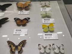 -四川大学博物馆