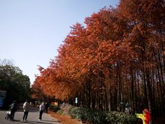 -上海海湾国家森林公园