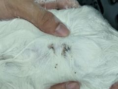-瑞鹏宠物医院·骨科·猫科·内科(第一中心)