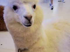 -Blue Concept Cafe&Farm·關於藍