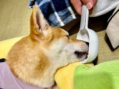 -逗柴咖啡屋·狗咖猫咖宠物桌游