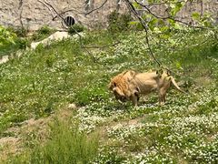 -西霞口神雕山野生动物世界