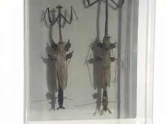 -上海昆虫博物馆