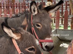 -哈密回王府景区