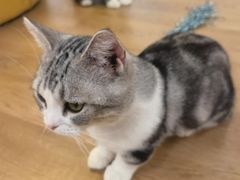 -1013 PET SHOP精品宠物商店(丁香店)