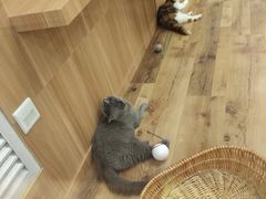 -袖虎·猫馆(体育西路店)