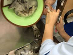 -瑞派名望志远动物医院·猫科·內科·异宠专科(直港大道店)