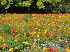 -上海共青森林公园