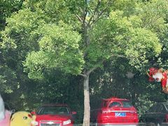 -吴淞炮台湾湿地森林公园烧烤区