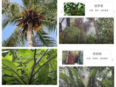 -亚龙湾热带天堂森林公园