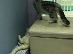 -喵的天空名猫咖啡馆·撸猫·猫舍·用品