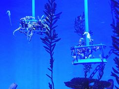 -上海海洋水族馆