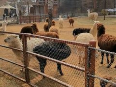 -大连森林动物园