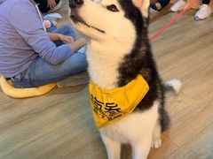 -Husky Go! 哈士奇体验馆·宠物咖啡厅狗咖