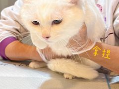 -宠爱国际动物医院·消化内科·心肾内科·ISFM猫友好(望京店)