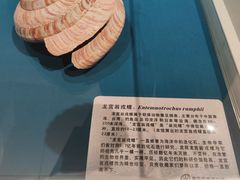 -青岛贝壳博物馆