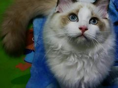 -东方名猫馆·英短金渐层布偶猫舍(环线广场1号楼店)