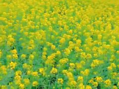 -西京湾花海