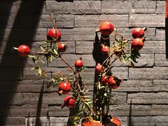 -卯时·龙光雅宴·精致锡帮菜(惠山古镇店)