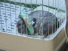 -雨林宠物医院 非犬猫异宠专科