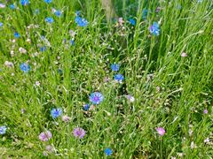 -武汉紫薇都市田园