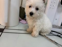 -贝康宠物医院·犬猫全科·小动物特色诊疗中心(东环路店)