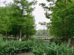 -九科绿洲