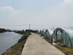 -南汇老顾农家乐采摘大团水蜜桃采摘店