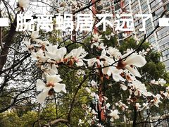 -世纪同乐绿地世纪城二期