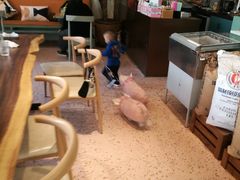 -WHEN PIGS FLY当猪飞